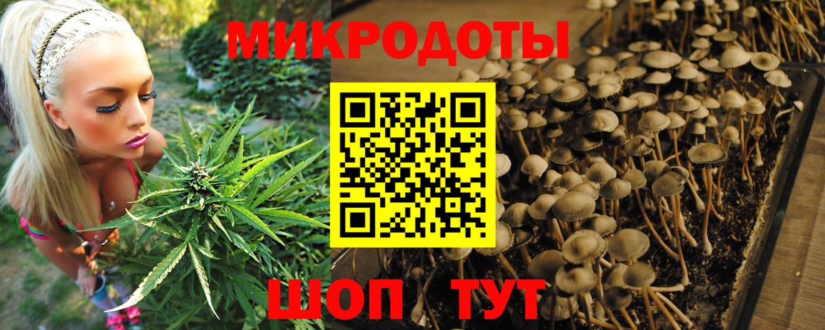 Псилоцибиновые грибы мицелий Кропоткин